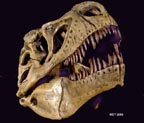 Tyrannosaurus rex skull